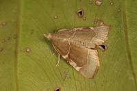 Hypsopygia fulvocilialis