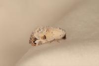 Eublemma scitula