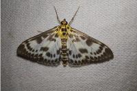 Anania hortulata