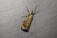 Chrysocrambus linetella
