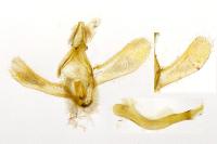 Eudonia mercurella