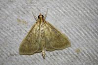 Ostrinia nubilalis