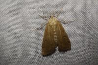 Parapoynx stratiotata