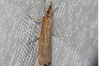 Pediasia contaminella