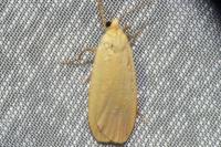 Wittia sororcula