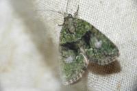 Cryphia algae