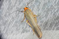 Manulea complana