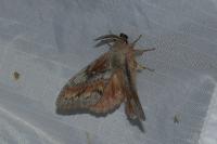 Dendrolimus pini pini