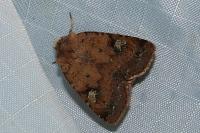 Diaphora mendica