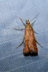 Synaphe punctalis