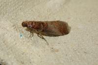 Acrobasis advenella