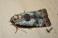 Epilecta linogrisea