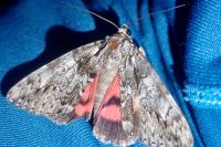 Catocala promissa