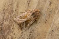 Hydraecia micacea