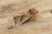 Hydraecia micacea