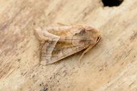Hydraecia micacea