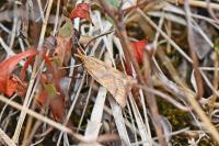 Synaphe punctalis