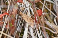Synaphe punctalis