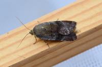 Noctua janthe/janthina