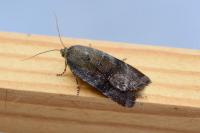 Noctua janthe/janthina