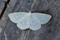 Cabera exanthemata