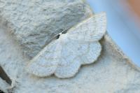 Cabera exanthemata
