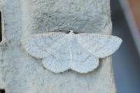 Cabera exanthemata
