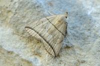 Herminia grisealis