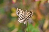 Chiasmia clathrata