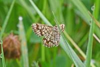 Chiasmia clathrata