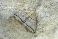 Herminia grisealis