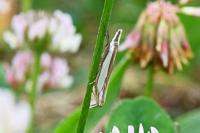 Crambus pascuella