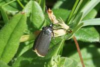 Catastia marginea