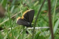 Catastia marginea
