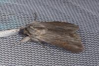Cucullia umbratica