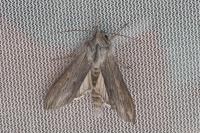 Cucullia umbratica