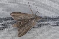Cucullia umbratica