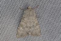 Apamea platinea