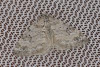 Perizoma juracolaria juracolaria