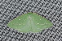 Thetidia smaragdaria
