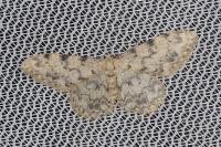 Idaea contiguaria