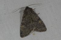 Apamea zeta