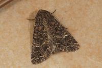 Apamea furva