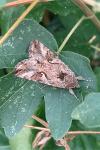 Autographa gamma