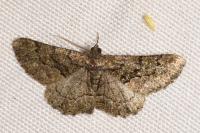 Peribatodes ilicaria ilicaria