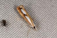 Catoptria gr. permutatellus