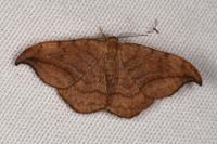Drepana curvatula