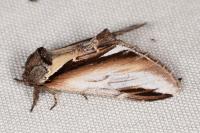 Pheosia gnoma
