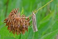 Ancylolomia tentaculella