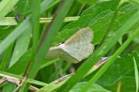 Scopula immutata